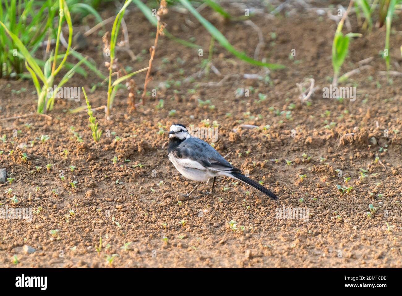 Stelzenschwanz (Motacilla alba lugens), Isehara City, Präfektur Kanagawa, Japan Stockfoto