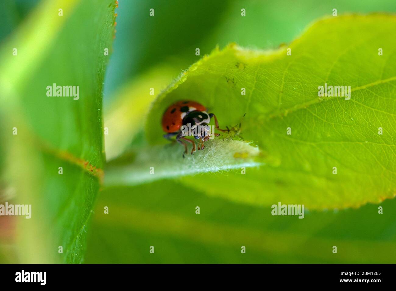 Marienkäfer in grünen Blättern ernährt sich von Blattläusen. Stockfoto