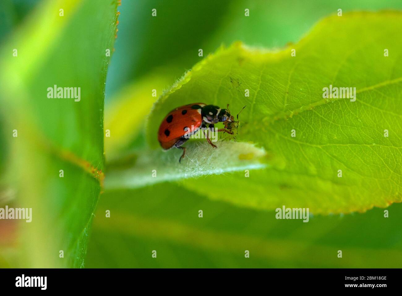Marienkäfer in grünen Blättern ernährt sich von Blattläusen. Stockfoto