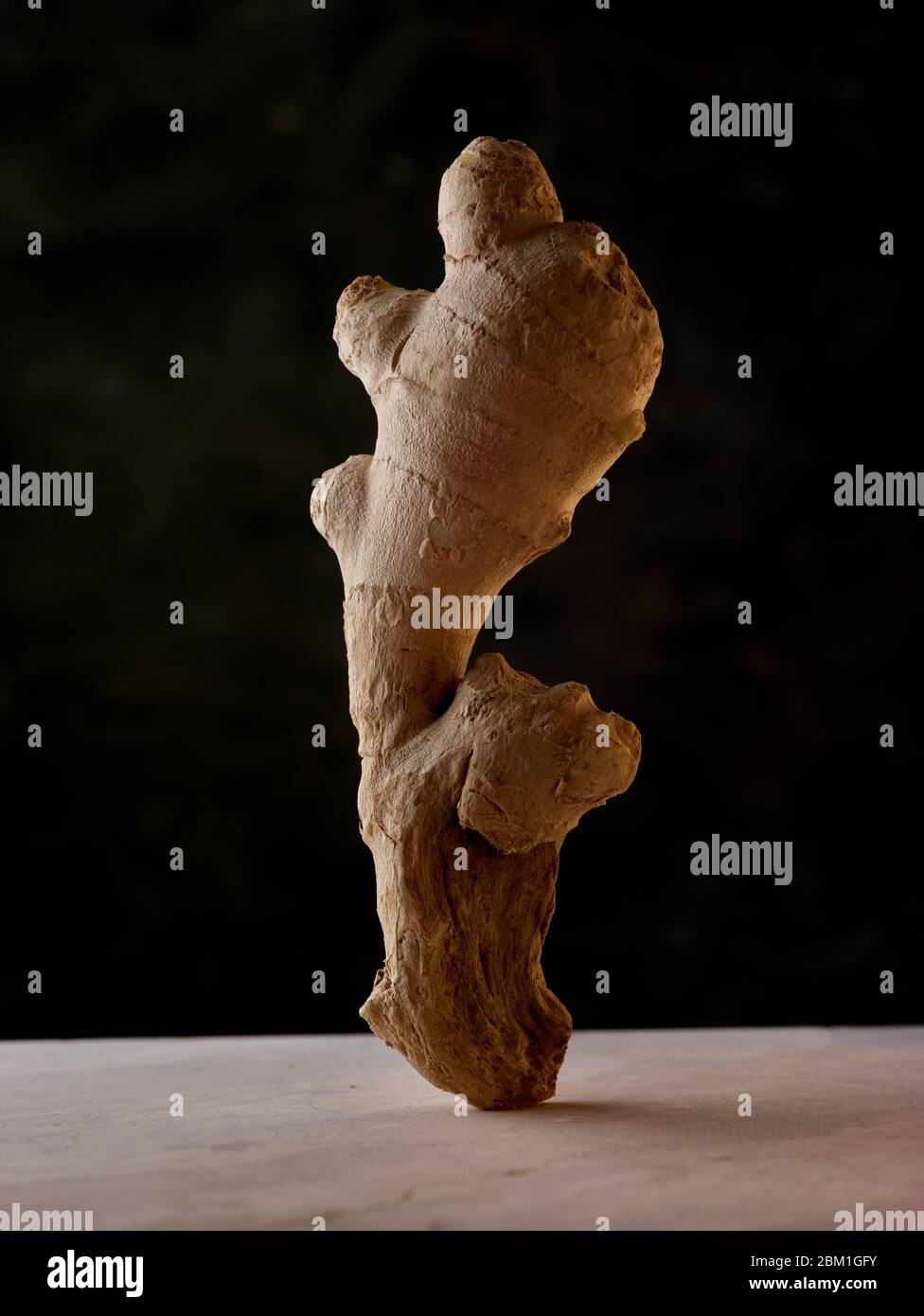 Statuesque und attraktive gut proportionierte natürliche Ingwer Wurzel Lebensmittelzutat Stillleben Studie Stockfoto
