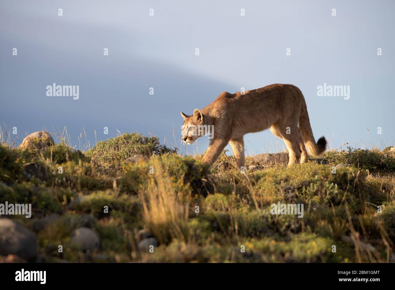 Single Puma auf einer Hügelseite, Silhouette gegen blauen Himmel. Auch bekannt als Cougar oder Mountain Lion Stockfoto