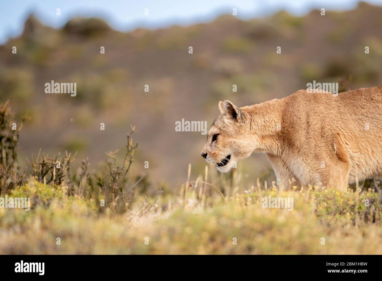 Alleinstehende Erwachsene weibliche puma in hellem Sonnenlicht durch das Gras zu Fuß. Auch bekannt als Cougar oder Berglöwe. Stockfoto