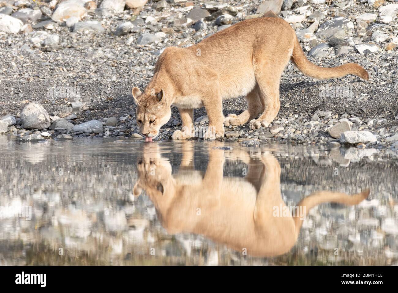 Alleinstehende Erwachsene Hündin puma im hellen Sonnenlicht trinkt aus einem See mit ihrem Spiegelbild im Wasser. Auch bekannt als Cougar oder Berglöwe. Stockfoto