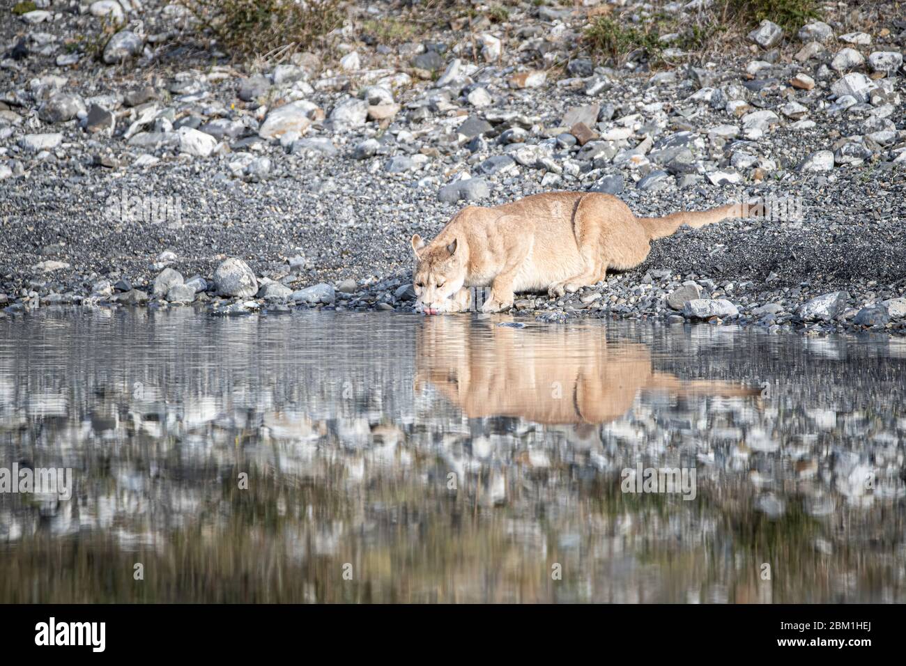 Alleinstehende Erwachsene Hündin puma im hellen Sonnenlicht trinkt aus einem See mit ihrem Spiegelbild im Wasser. Auch bekannt als Cougar oder Berglöwe. Stockfoto