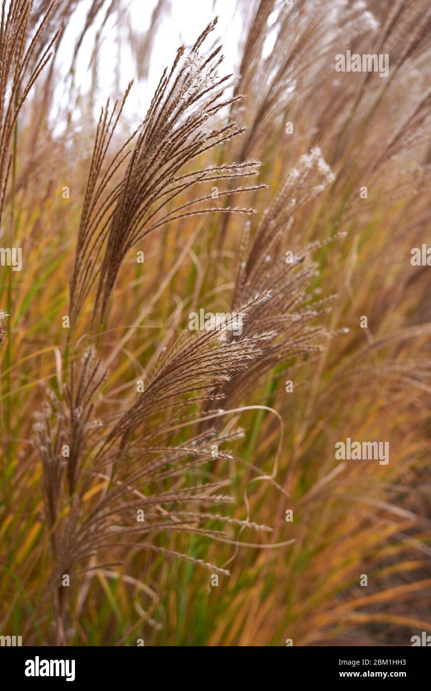 Miscanthus sinensis Gras in Blüte Stockfoto