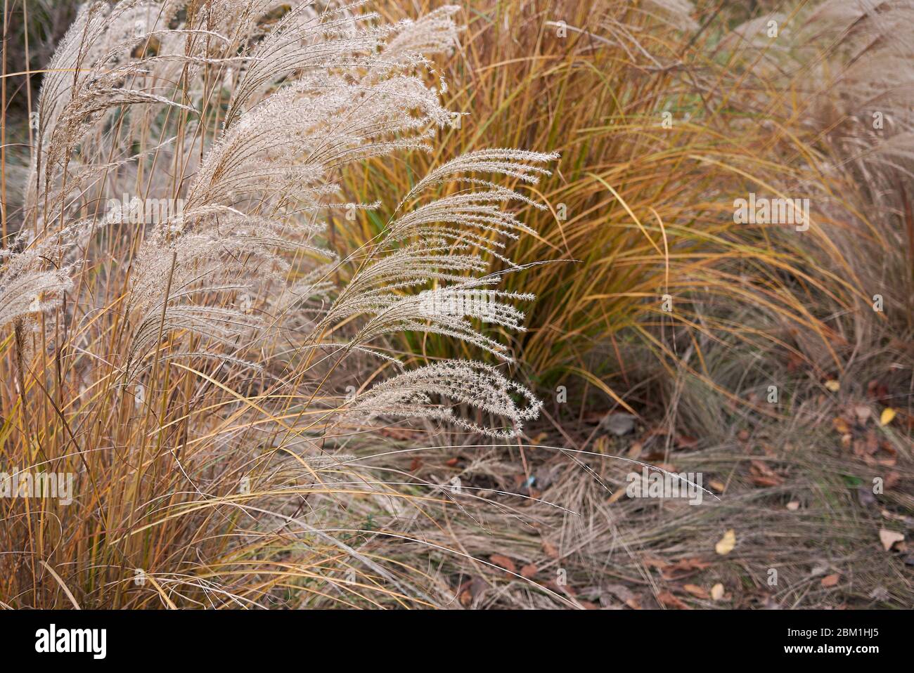 Miscanthus sinensis Gras in Blüte Stockfoto
