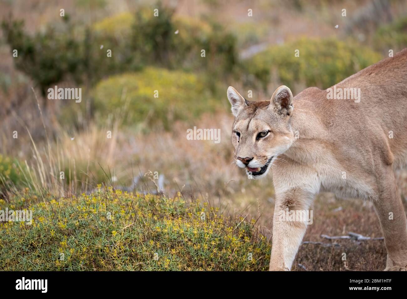 Alleinstehende Erwachsene weibliche puma in hellem Sonnenlicht durch das Gras zu Fuß. Auch bekannt als Cougar oder Berglöwe. Stockfoto