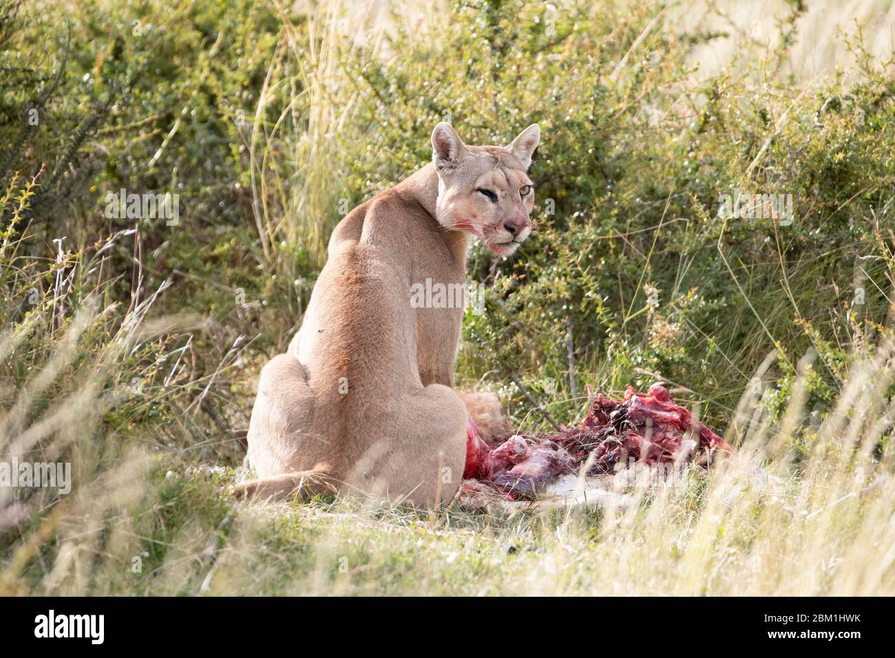 Alleinerziehende weibliche puma füttert von einem Guanaco-Kadaver. Auch bekannt als Cougar oder Berglöwe. Stockfoto