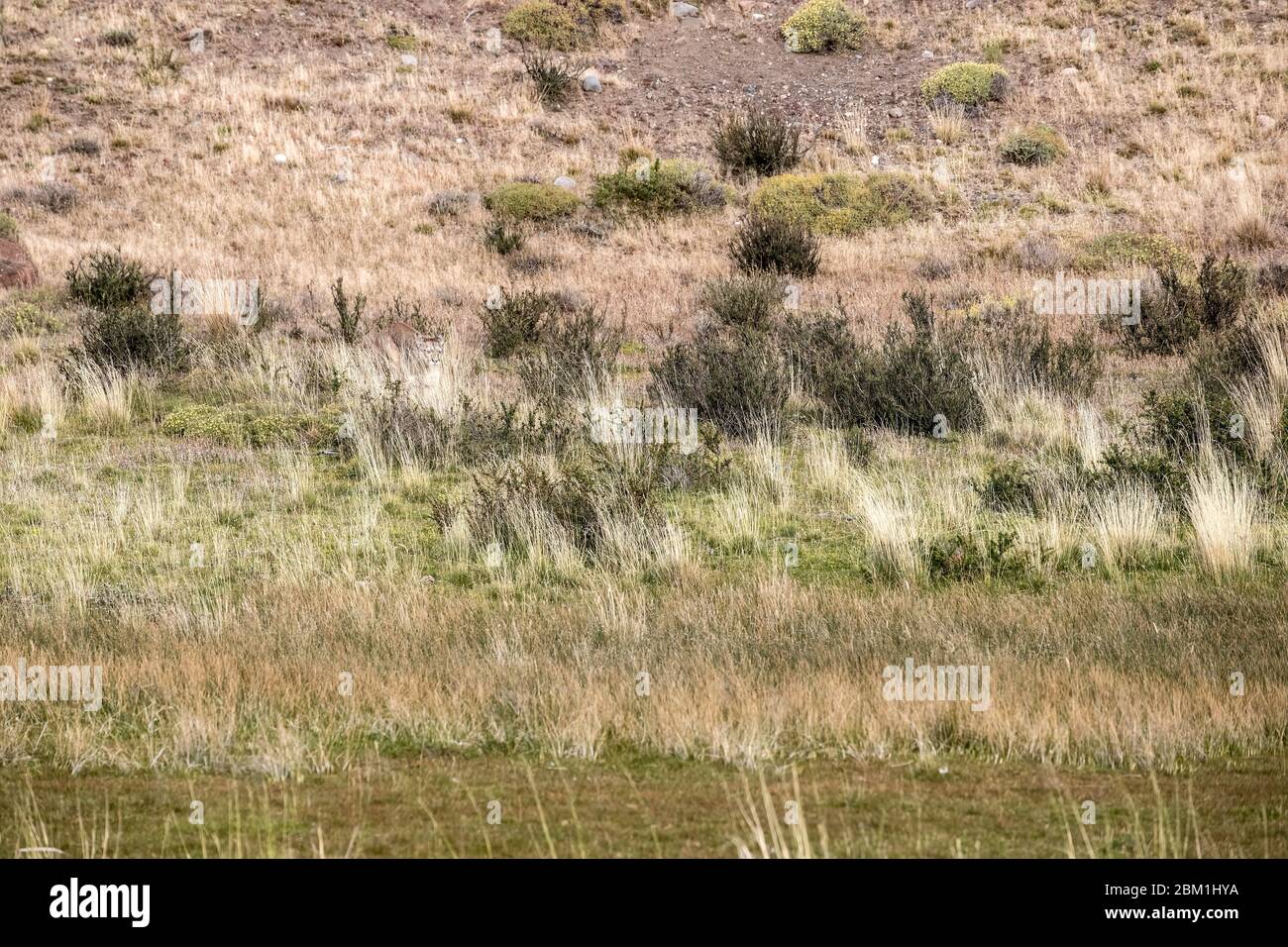 Schwer zu sehen, gut getarnt, alleinstehende Erwachsene Hündin puma in hellem Sonnenlicht durch das Gras zu Fuß. Auch bekannt als Cougar oder Berglöwe. Stockfoto