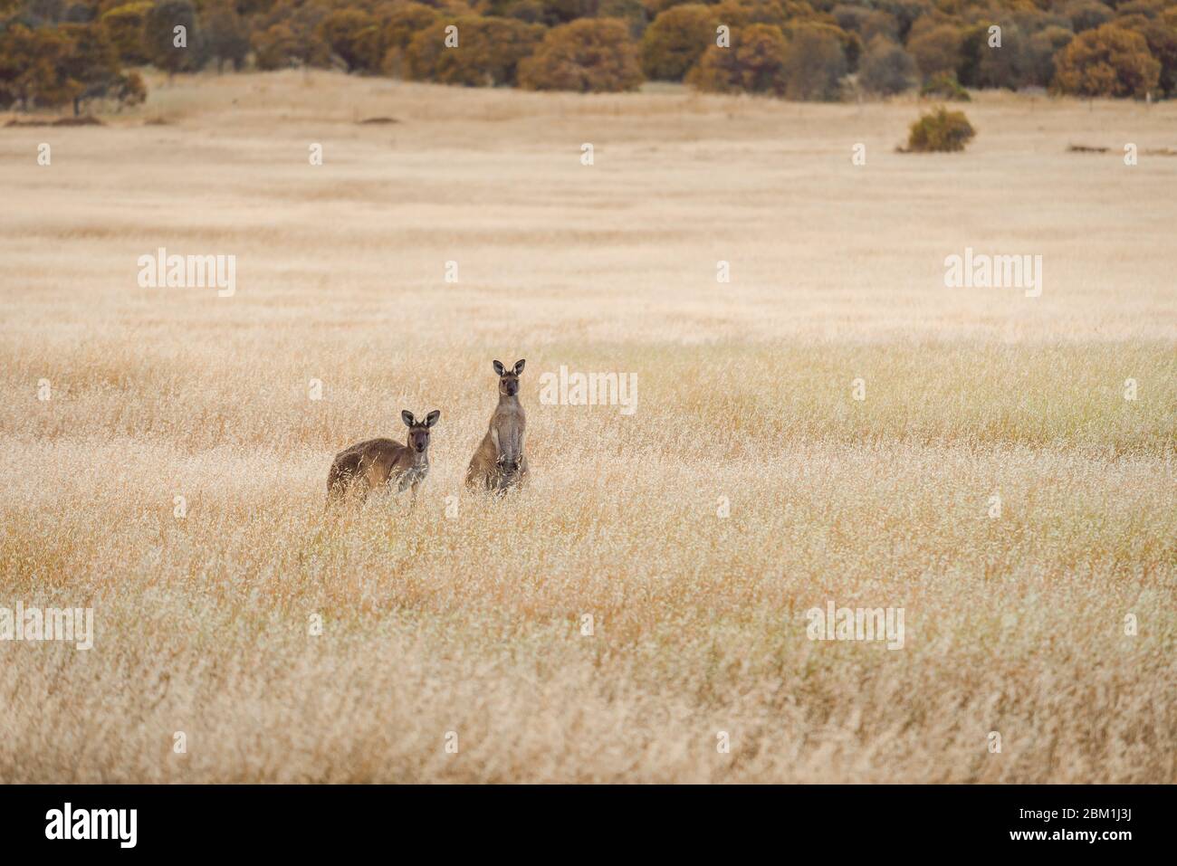 Kängurus, die aus dem hohen Gras in Südaustralien ihre Köpfe herausschlagen Stockfoto