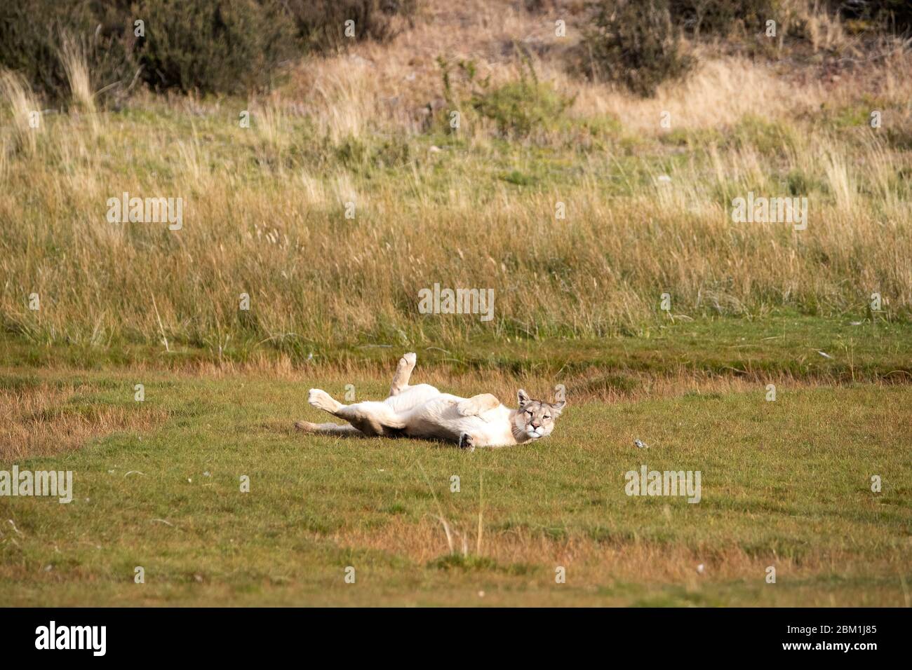 Single Erwachsene weibliche puma in hellen Sonnenlicht Rollen auf dem Gras. Auch bekannt als Cougar oder Berglöwe. Stockfoto