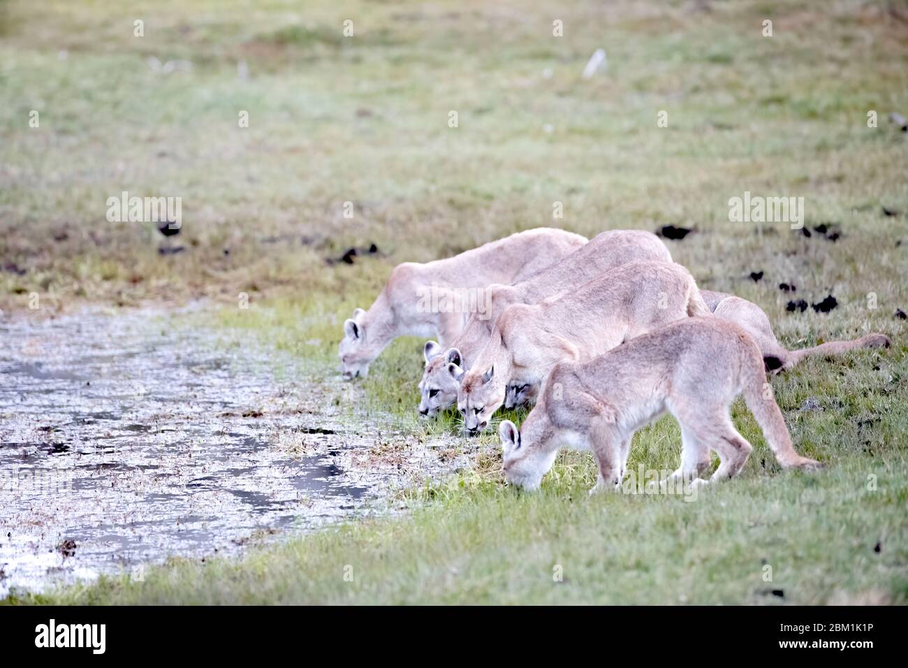 Familie von fünf Pumas, Mutter und Jugendliche, aus einem Pool trinken. Auch bekannt als Cougar oder Berglöwe. Stockfoto