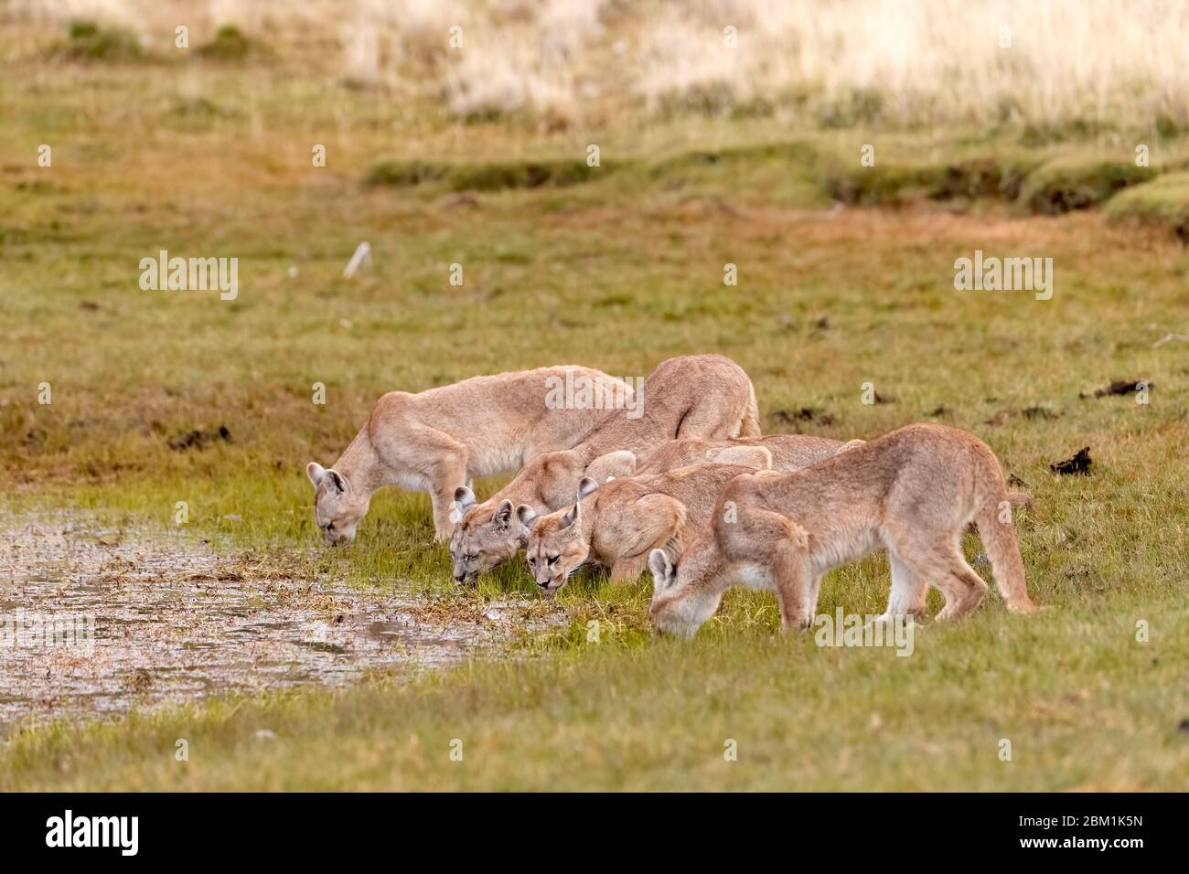 Familie von fünf Pumas, Mutter und Jugendliche, aus einem Pool trinken. Auch bekannt als Cougar oder Berglöwe. Stockfoto