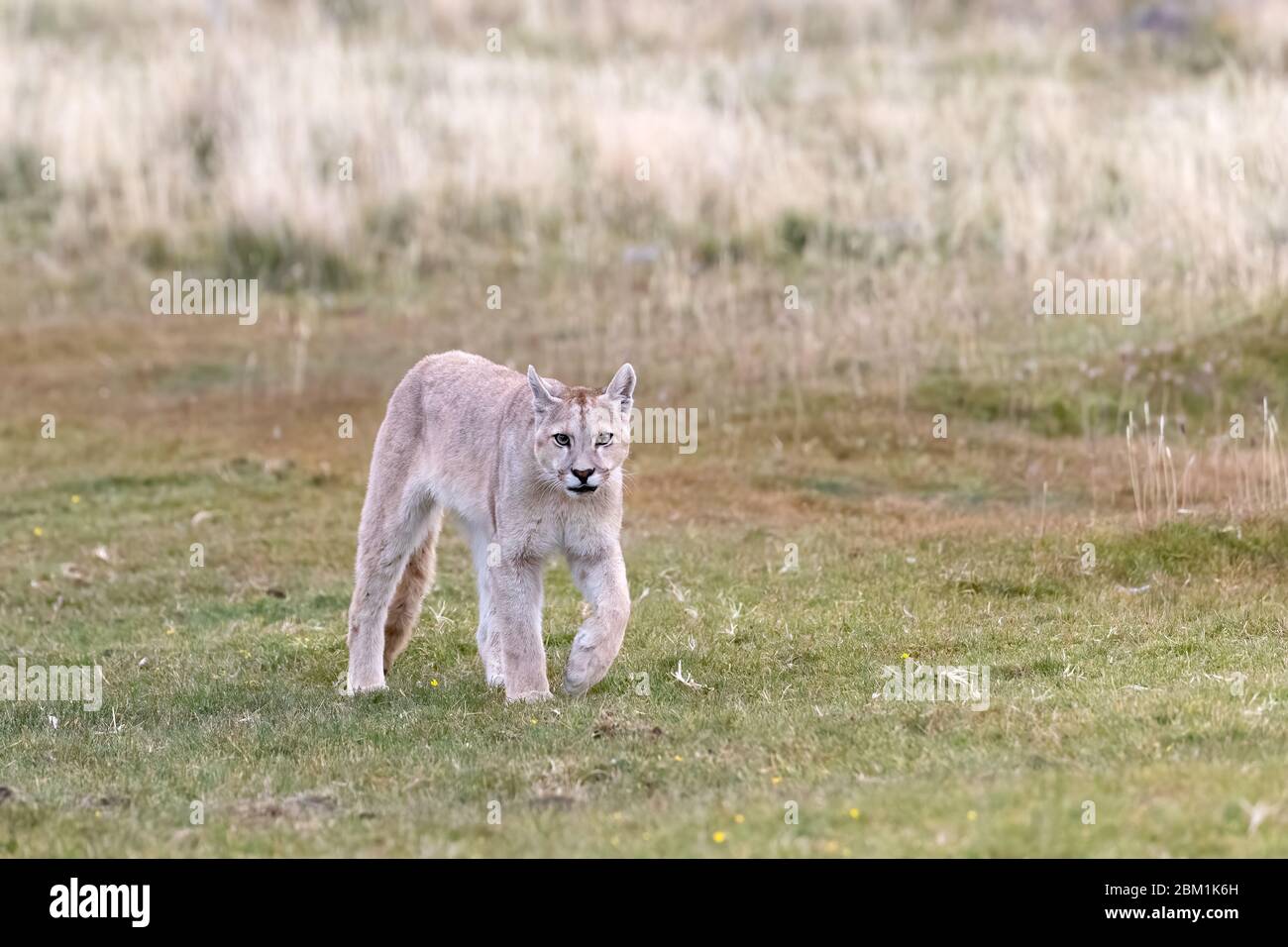Single juvenile puma zu Fuß durch das Gras. Auch bekannt als Cougar oder Berglöwe. Stockfoto