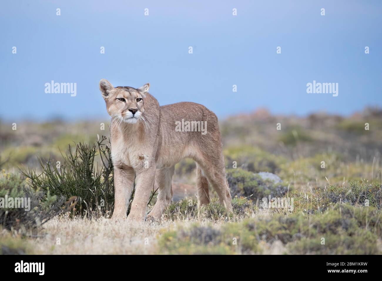 Alleinstehende Erwachsene Hündin puma steht im Gras warten auf die Jagd zu beginnen. Auch bekannt als Cougar oder Berglöwe. Stockfoto