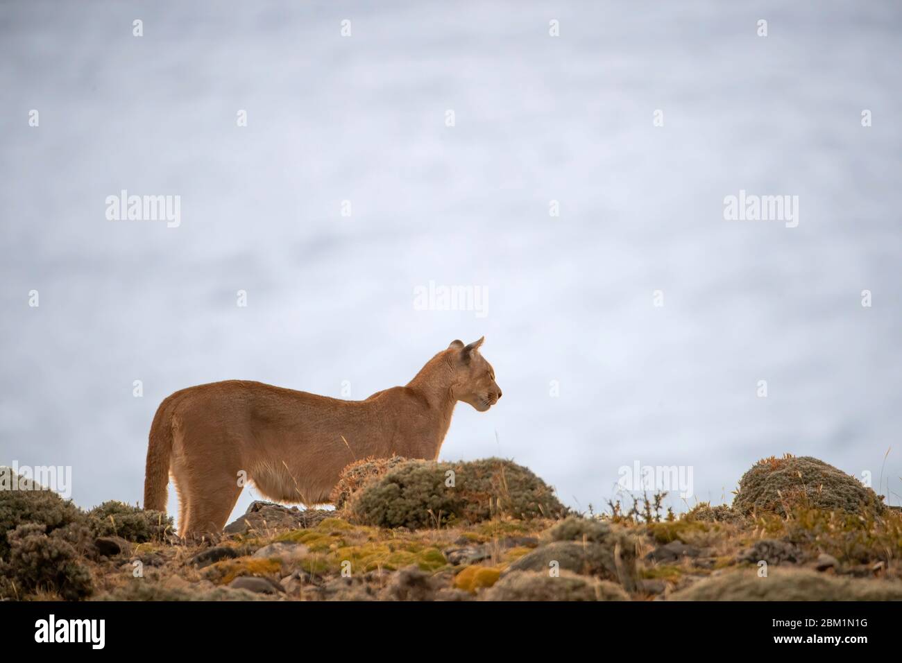 Erwachsene weibliche puma, auch bekannt als Cougar oder Berglöwe, auf Bedrohungen und Beute zu achten. Stockfoto