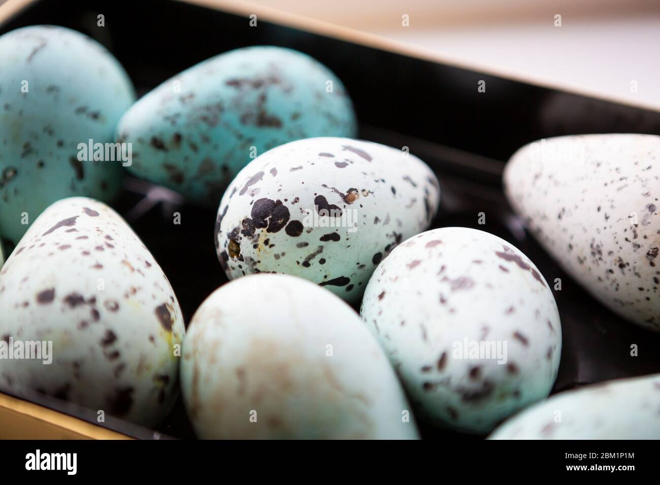 Eine Reihe von Guillemot-Eiern. Der Fokus ist flach und konzentriert sich auf das mittlere Ei. Stockfoto