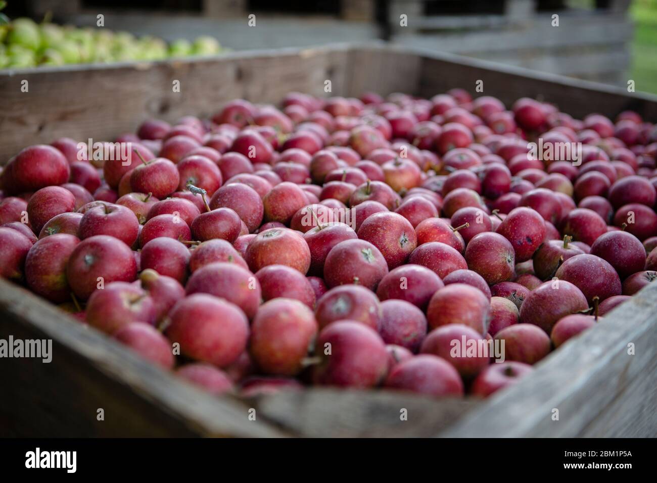 Frische, schwedische Äpfel in Apfelschachtel Stockfoto