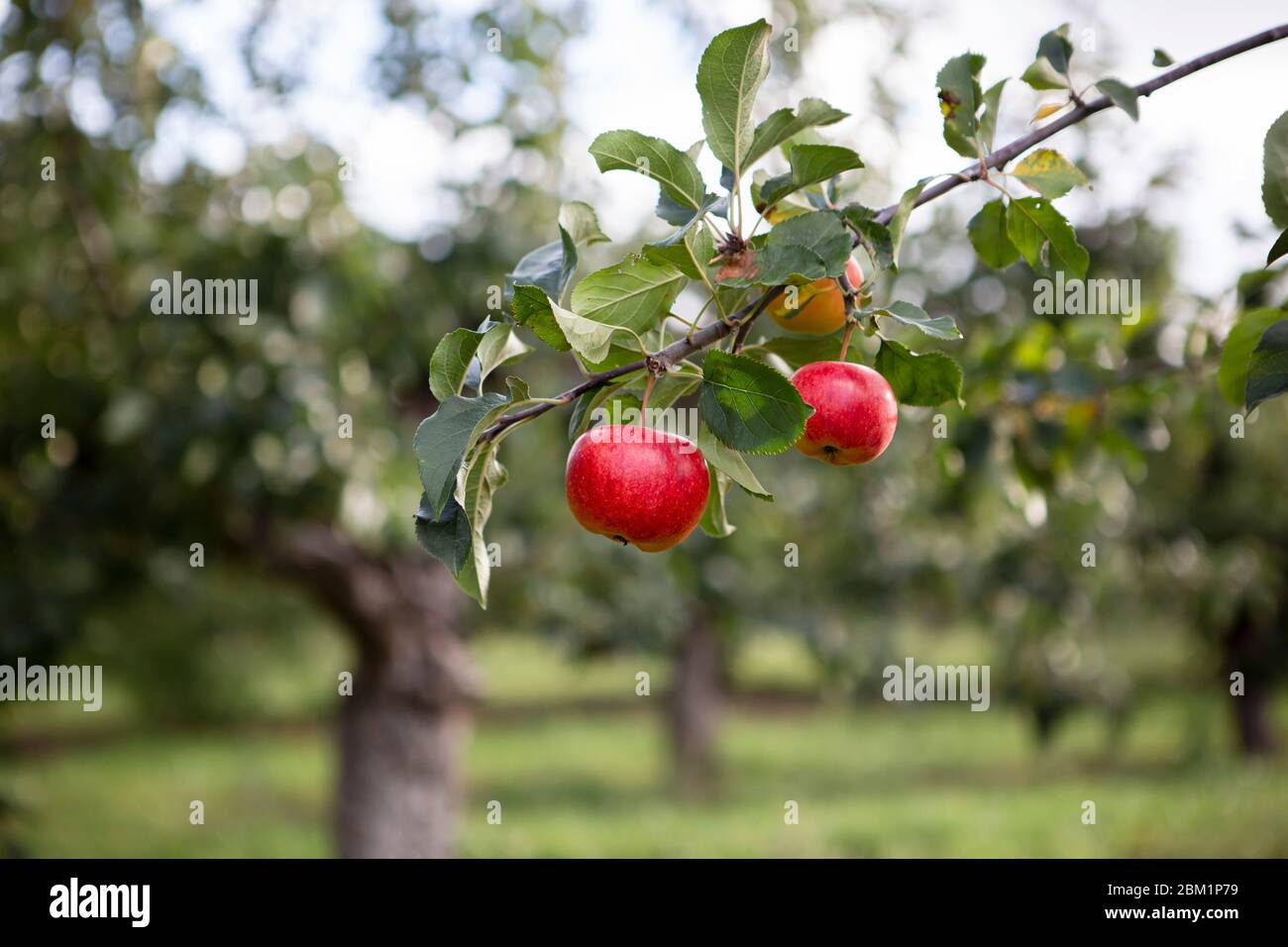 Zwei rote Äpfel wachsen an Ast Stockfoto