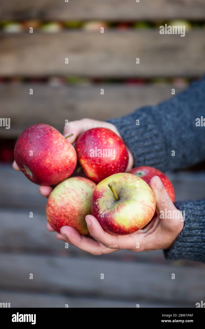 Weibchen hält mehrere rote Äpfel vor Kisten geerntet Äpfel. Stockfoto