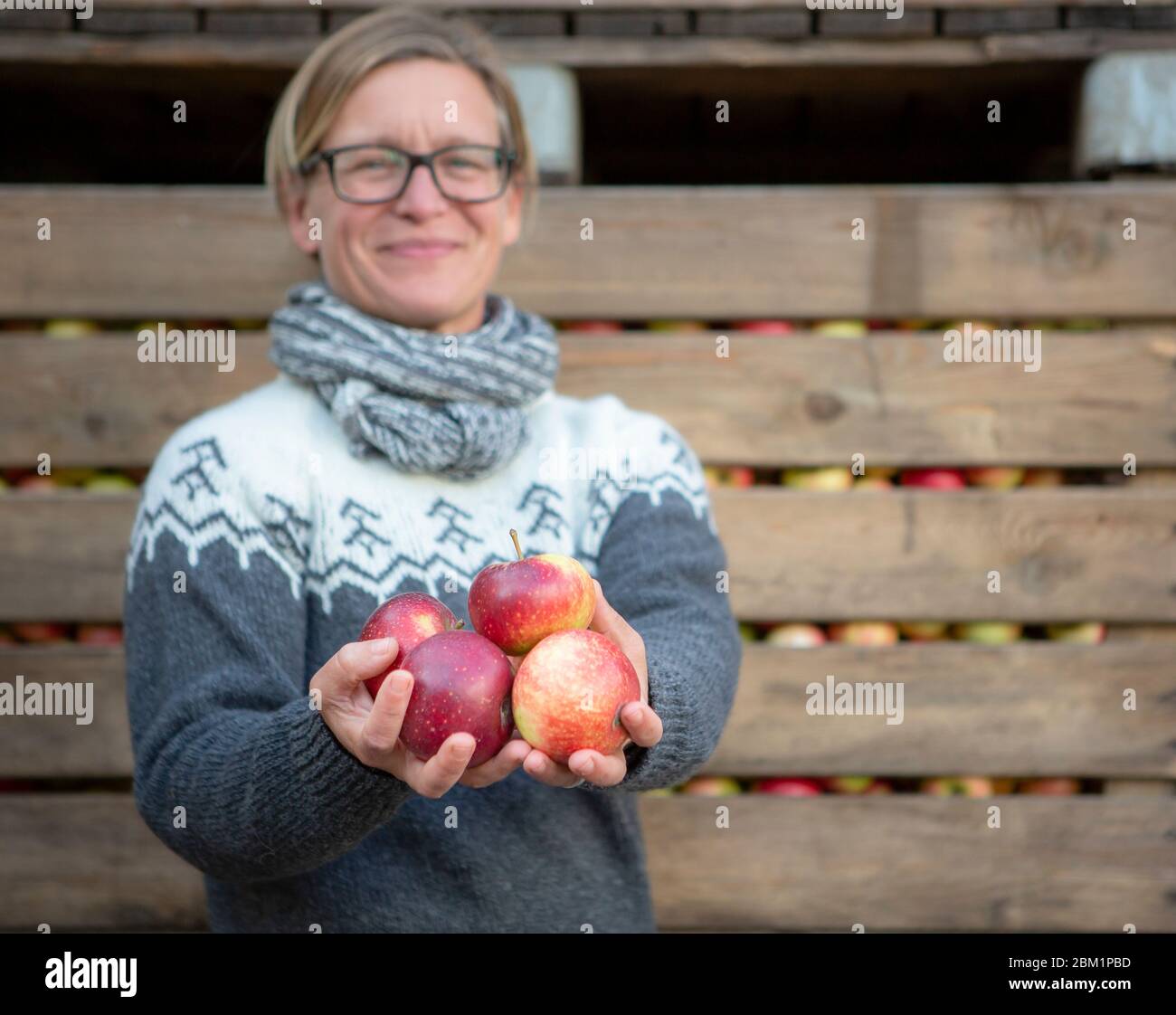 Glückliche Frau, die mehrere Äpfel in den Händen hält vor geernteten Äpfeln. Sie hat ein glückliches, freundliches Lächeln. Der Schwerpunkt liegt auf den Äpfeln. Stockfoto