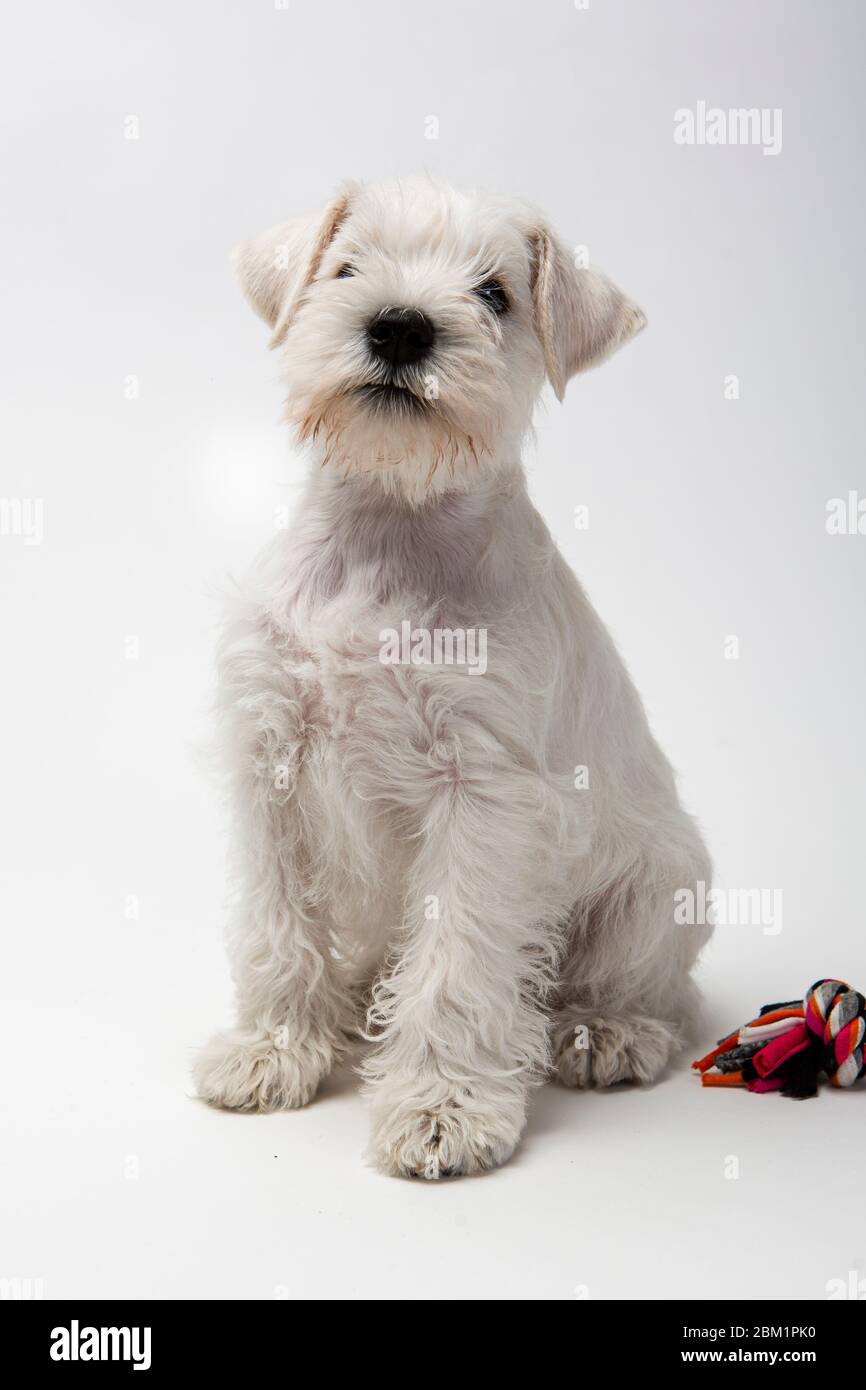 Kleiner weißer Zwergschnauzer-Welpe auf unendlich weißem Hintergrund. Der Hund schaut zur Kamera links. Stockfoto