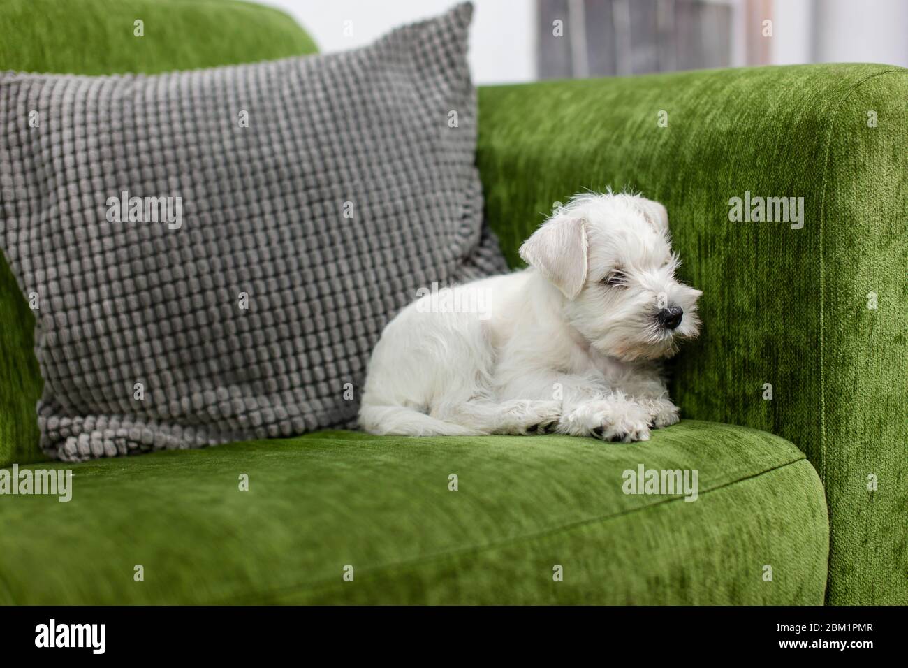 Kleiner weißer Zwergschnauzer-Welpe auf grüner Couch. Der Hund schaut zur Kamera rechts. Stockfoto