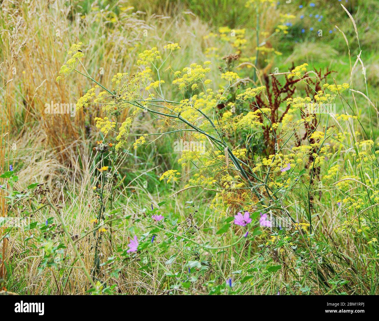 Wildblumenwiese im Mile End Park London Stockfoto