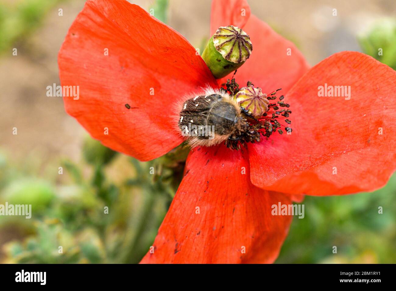 Gedenktag, Anzac Tag, Gelassenheit. Opiummohn, botanische Pflanze, Ökologie. Mohn Blumenfeld, Ernte. Sommer und Frühling, Landschaft, Mohn. Stockfoto