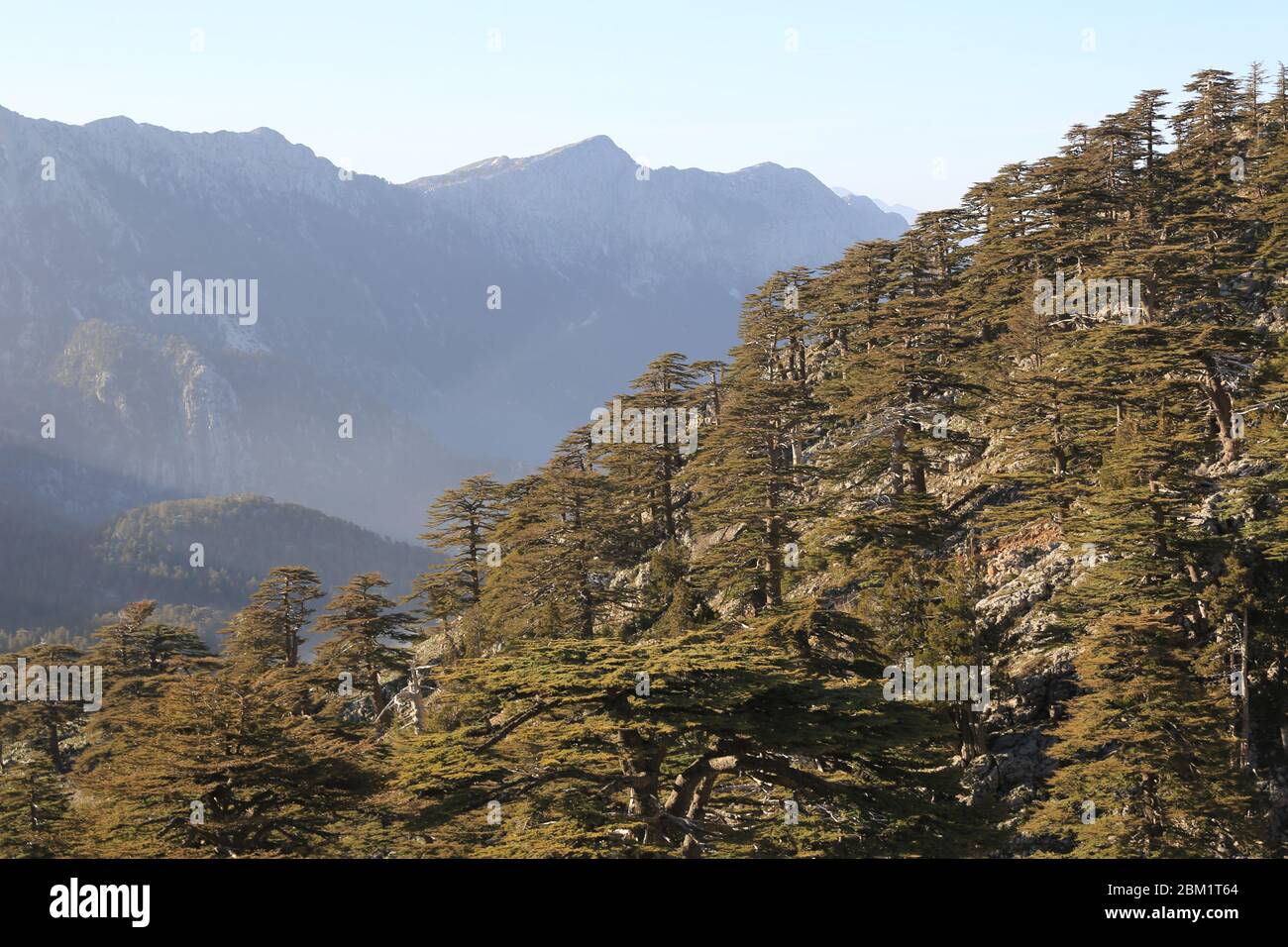 Landschaft mit Zedernwald am Berghang Stockfoto