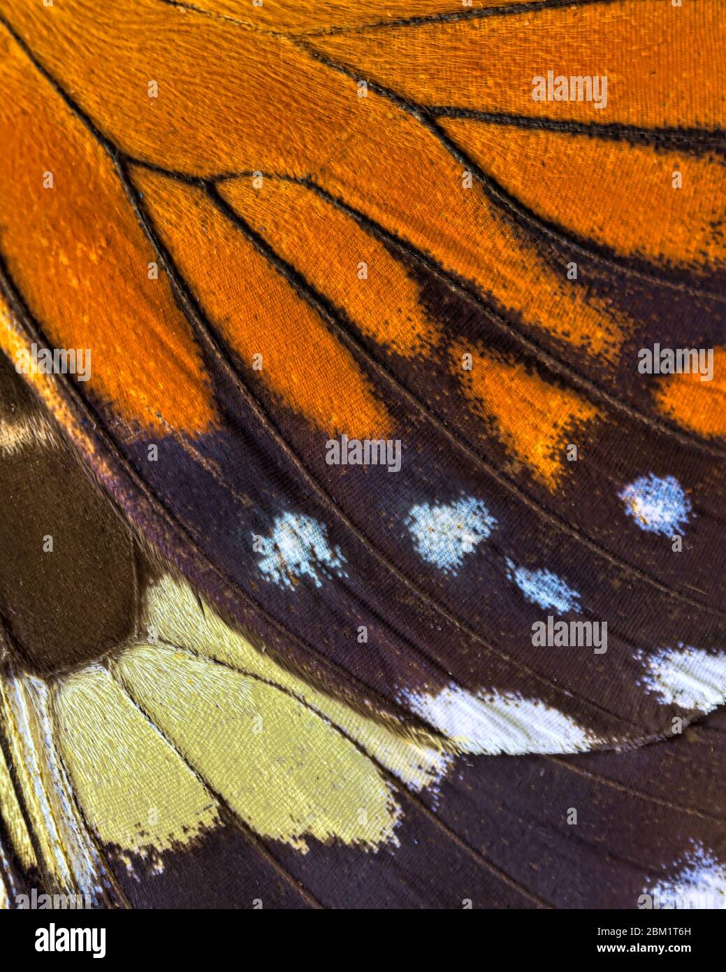 Nahaufnahme eines Schmetterlingsflügels bildet ein abstraktes Muster Stockfoto