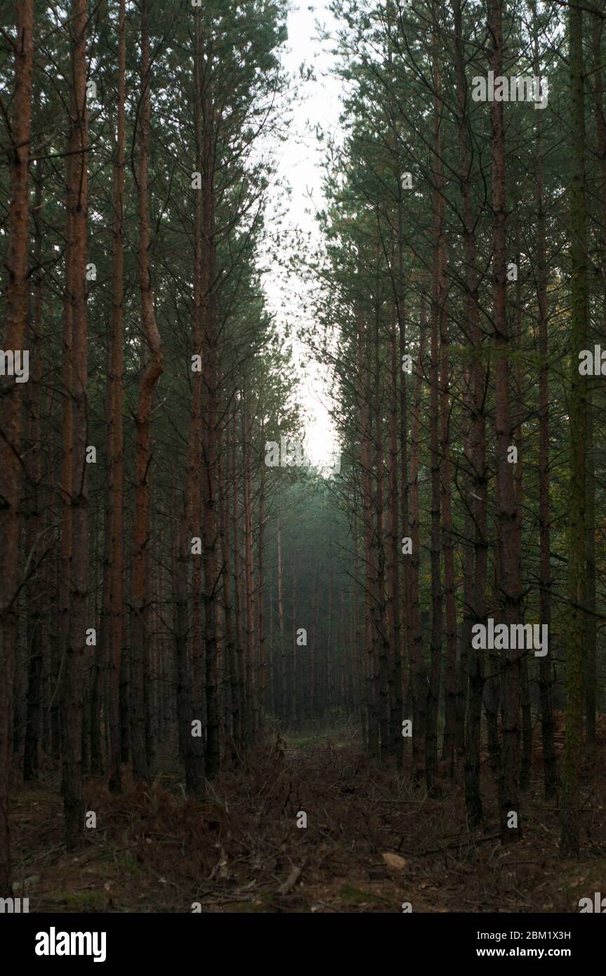 Hohe Nadelbäume im Wald an einem nebligen Morgen Stockfoto