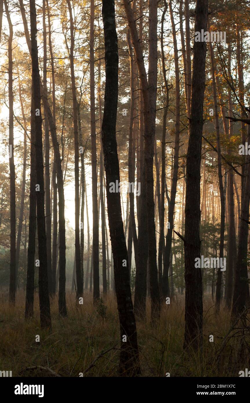 Die Strahlen der aufgehenden Sonne brechen durch die Bäume im Wald bei Sonnenaufgang Stockfoto