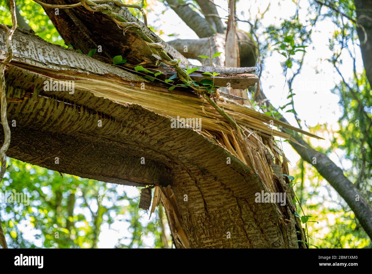 Zerbrochener Baumstamm in einem gefallenen Baum in einem englischen Holz. Stockfoto