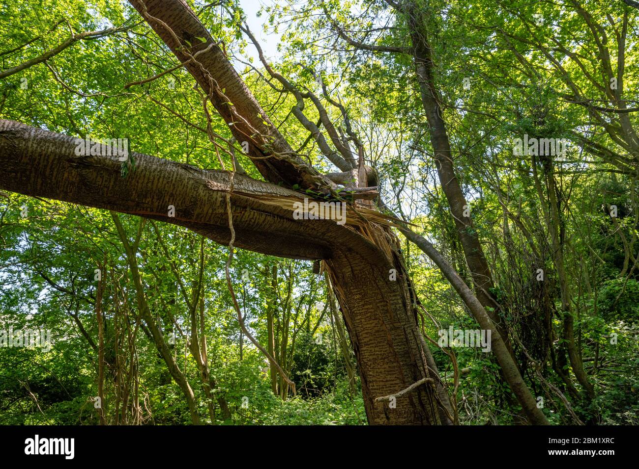 Gebrochener Baumstamm auf einem gefallenen Baum in einem englischen Holz. Stockfoto