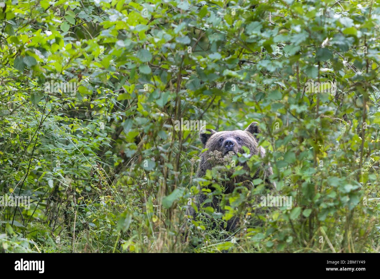 Wilder Braunbär in dichtem Wald, der durch grünes Laub sucht selektiven Fokus Stockfoto