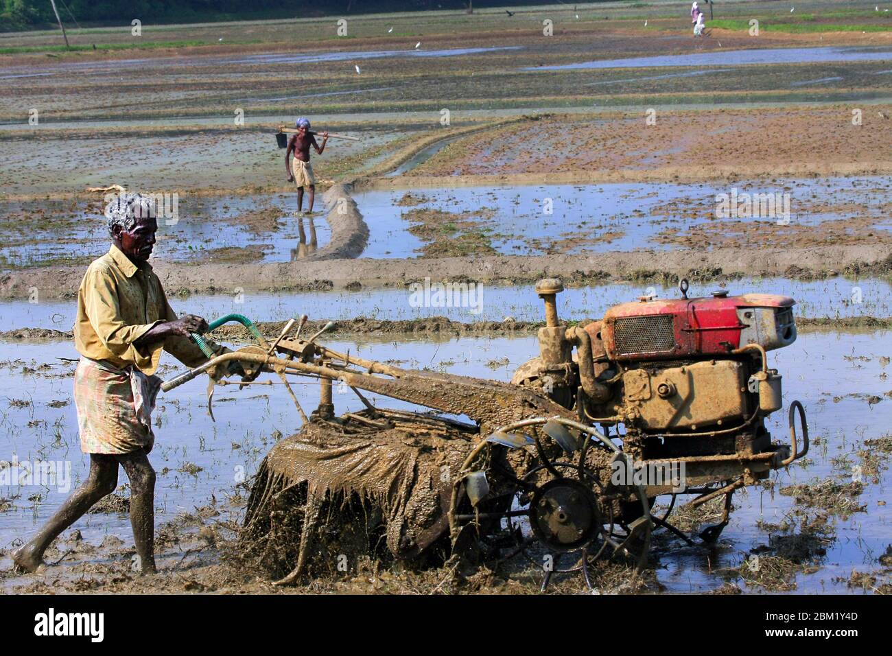 Arbeiter auf den Reisfeldern in kerala, südindien, indien, asien, Landwirtschaft in indien, kerala Reisanbau, pradeep subramanian Stockfoto