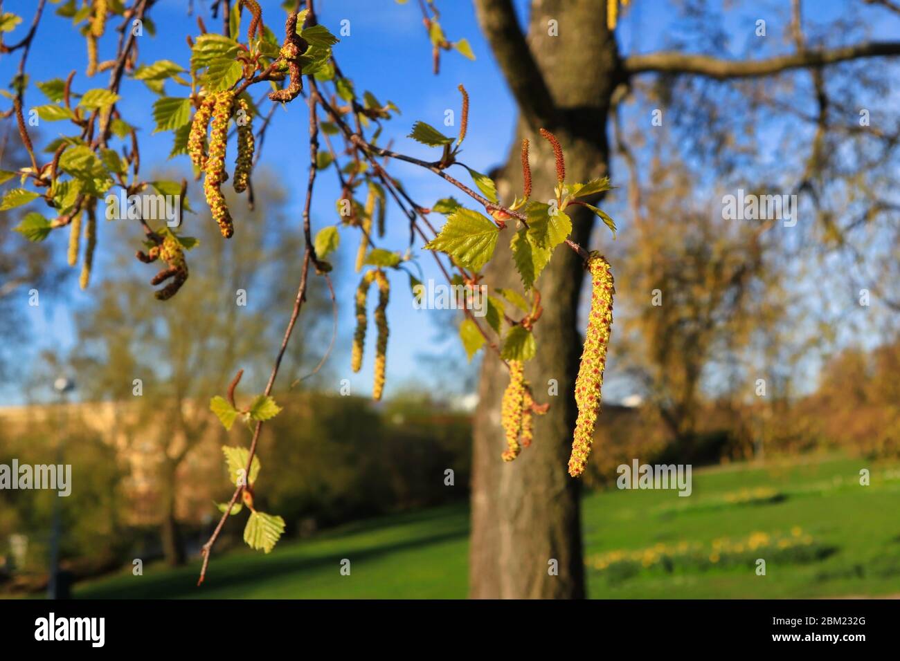 Birke (Betula) blüht oder Kätzchen und grüne Blätter im Frühjahr gegen Parklandschaft. Birkenpollen-Allergie ist eine häufige saisonale Allergie. Stockfoto