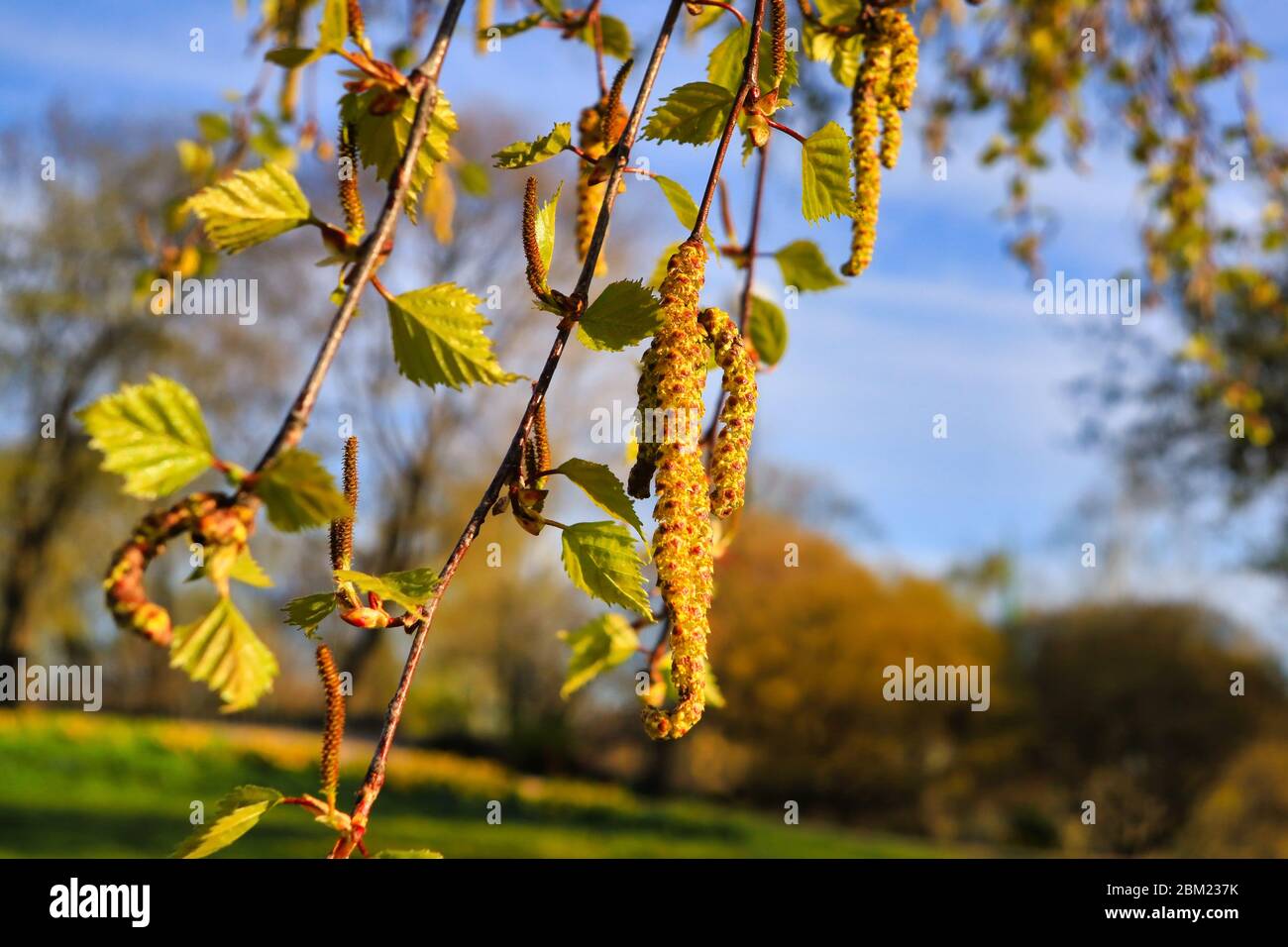Birke (Betula) blüht oder Kätzchen und grüne Blätter im Frühjahr gegen blauen Himmel. Birkenpollen-Allergie ist eine häufige saisonale Allergie. Stockfoto
