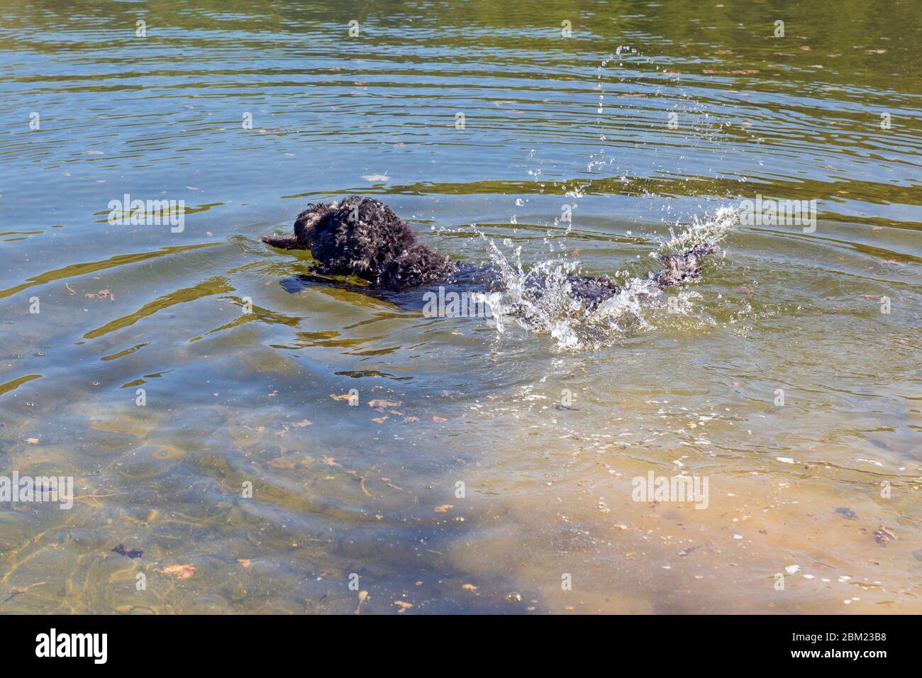 Portugiesischer Wasserhund spielt mit einem Stock in Lac Sure, Luxemburg Stockfoto