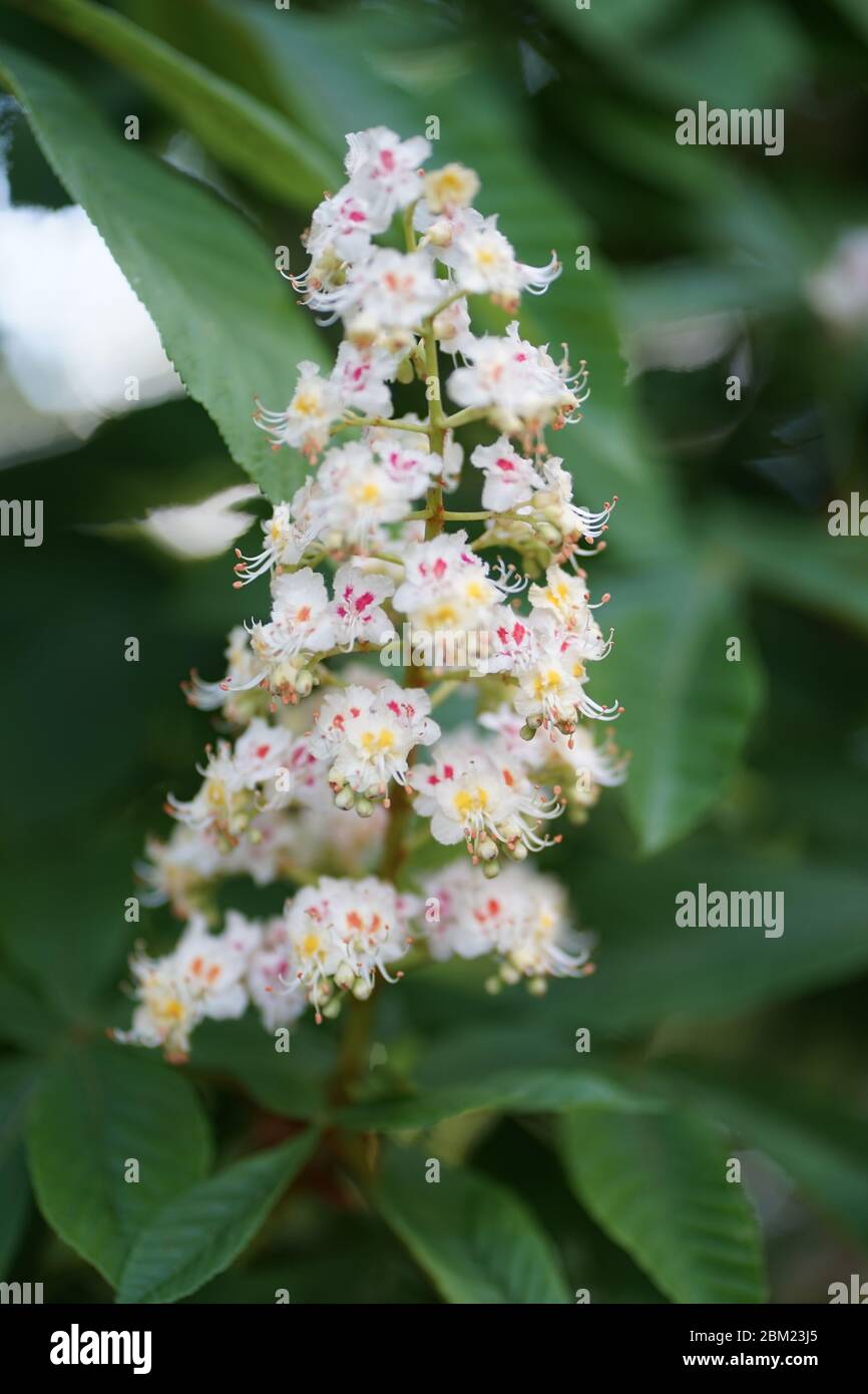 Nahaufnahme Blüten von weißen Aesculus hippocastanum, ein großer Laub, synoecious (Hermaphroditic-blühenden) Baum, allgemein bekannt als Rosskastanie. Stockfoto