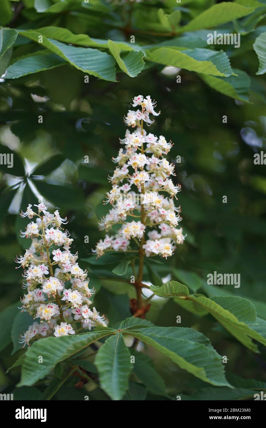 Nahaufnahme Blüten von weißen Aesculus hippocastanum, ein großer Laub, synoecious (Hermaphroditic-blühenden) Baum, allgemein bekannt als Rosskastanie. Stockfoto