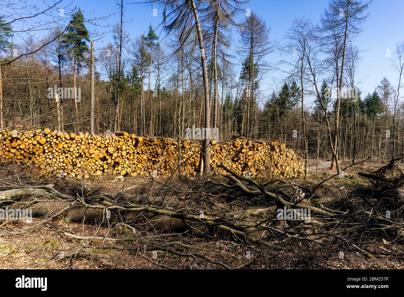 Klares Schneiden eines Waldstücks in Deutschland, das durch Dürre und Schädlingsbefall beschädigt wurde Stockfoto