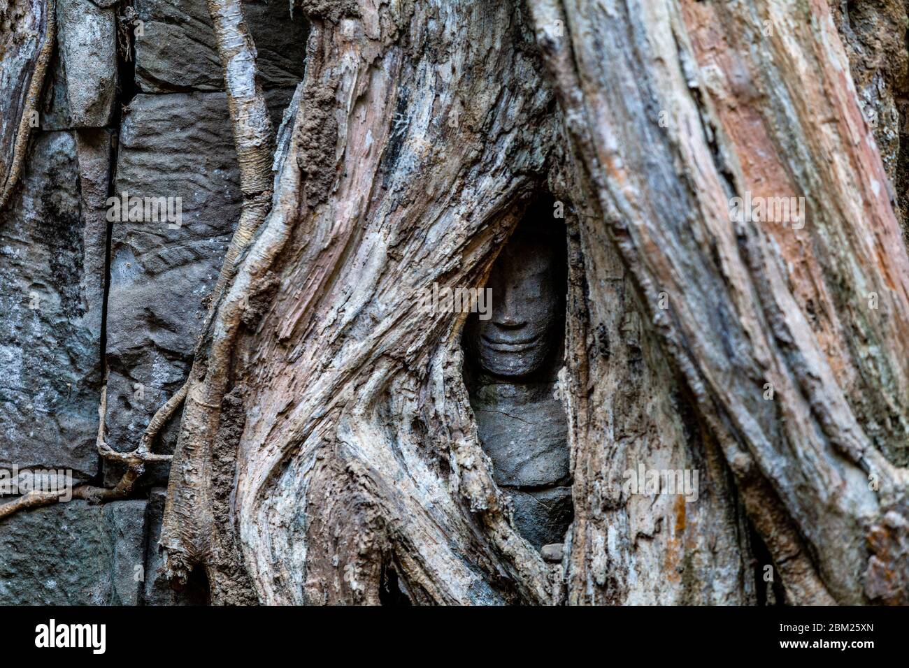 Eine Buddha-Statue umgeben von Baumwachstum, Ta Prohm Tempel, der Angkor Wat Tempel Komplex, Siem Reap, Kambodscha. Stockfoto