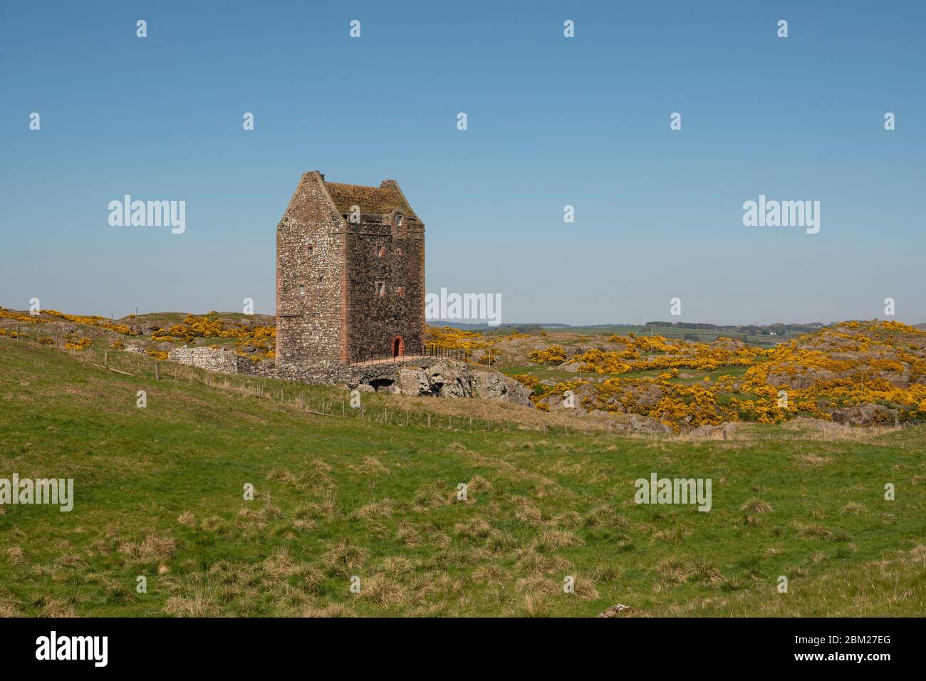 Smailholm Tower, Scottish Borders, Scotland, UK Schottland sonniges Wetter Blick auf den Smailholm Tower, 65 ft Turmhaus wurde von einer bekannten Familie Scottish Borders in der ersten Hälfte des 15. Jahrhunderts gebaut. Abgebildet an einem schönen Frühlingstag mit blauem Himmel und gelben Ginster-Blüten in voller Blüte. Kredit: phil wilkinson/Alamy Live News Stockfoto