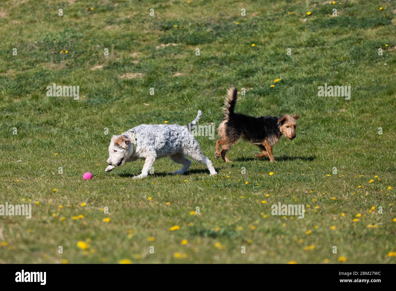 Auf dem grünen Gras laufen zwei Hunde dem Besitzer hinterher und spielen zusammen. Stockfoto