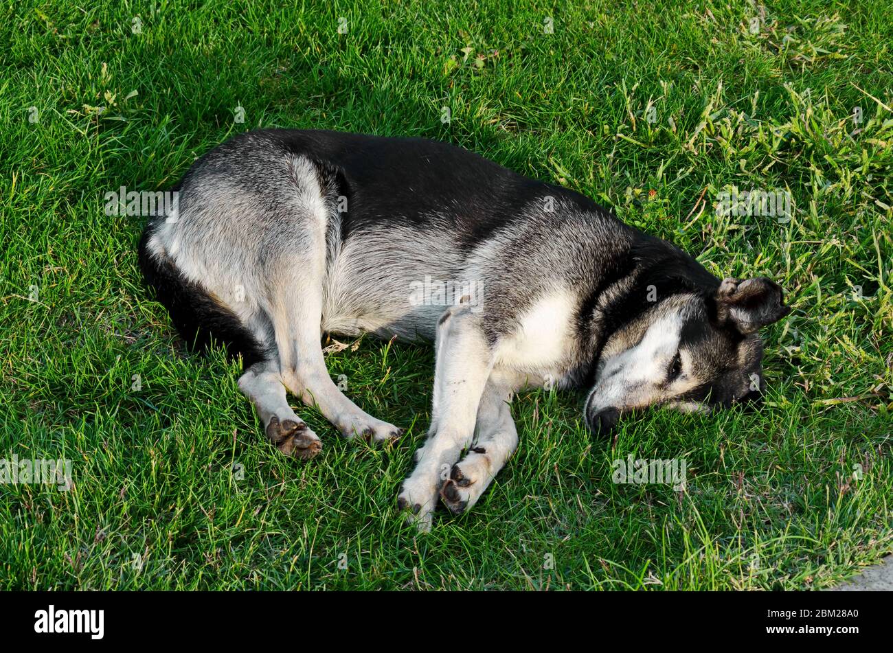 Ein sibirischer Husky Hund ​​homeless oder Obdach entzogen ​​rests im Gras eines öffentlichen Gartens, Sofia, Bulgarien, Europa Stockfoto