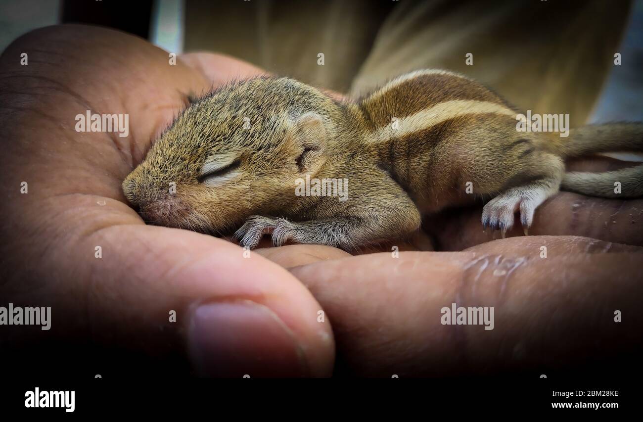 Baby Eichhörnchen schlafen auf menschlicher Hand, gemein indisches Baby Eichhörnchen schlafen. Stockfoto