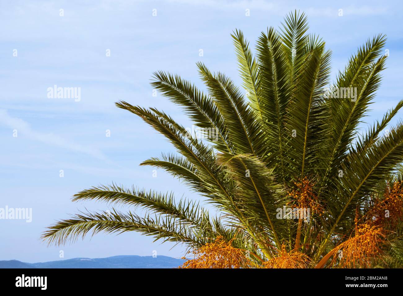 Tropische Palmenbäume Nahaufnahme mit blauem Himmel. Foto V.D. Stockfoto