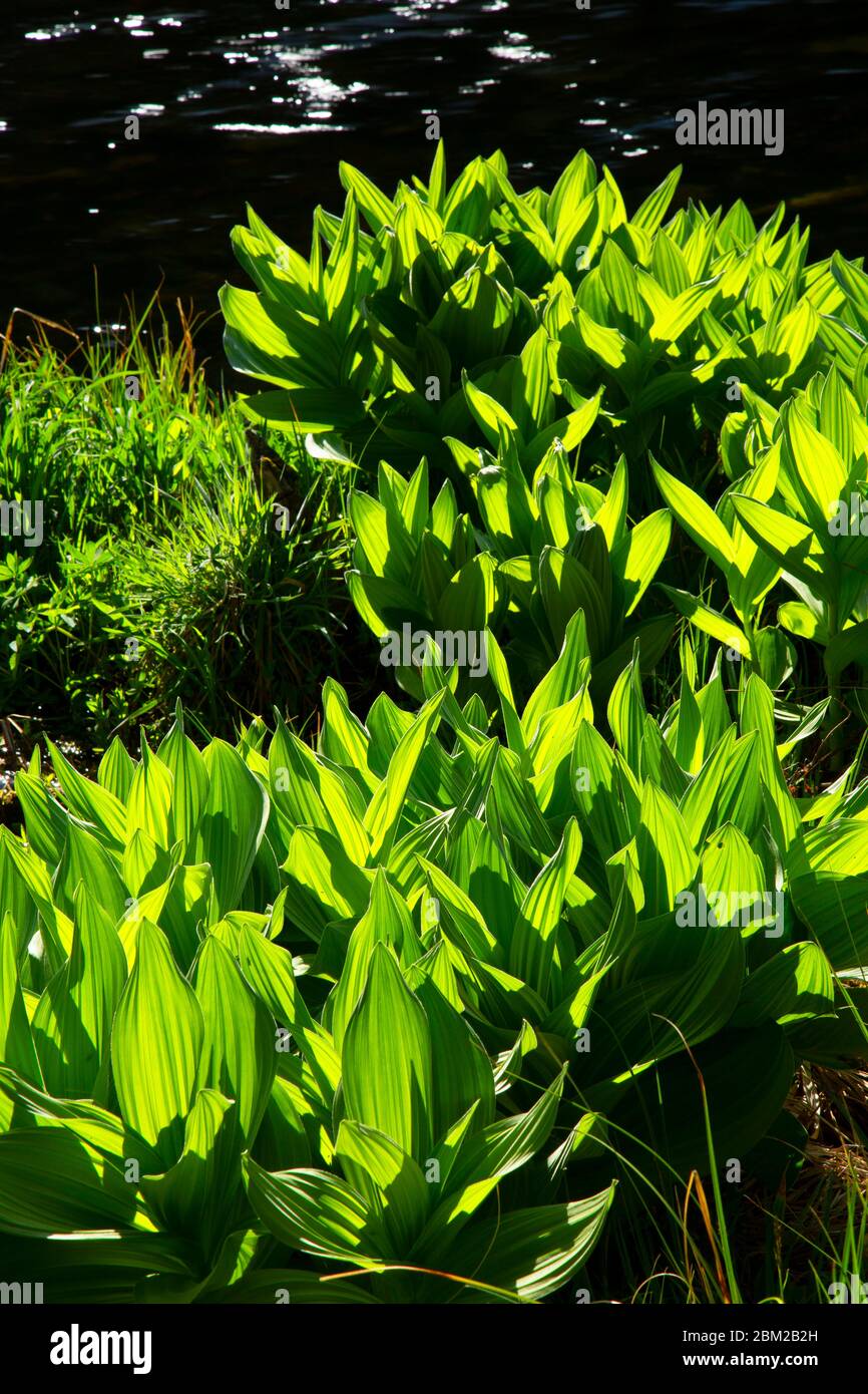 False Hellebore (Veratrum Viride), Deschutes National Forest, Metolius Wild und Scenic River, Oregon Stockfoto